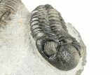 Huge, Spiny Ceratarges Trilobite With Austerops - Zireg, Morocco #255451-2